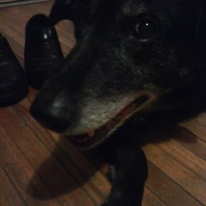 Meet your Posher, William